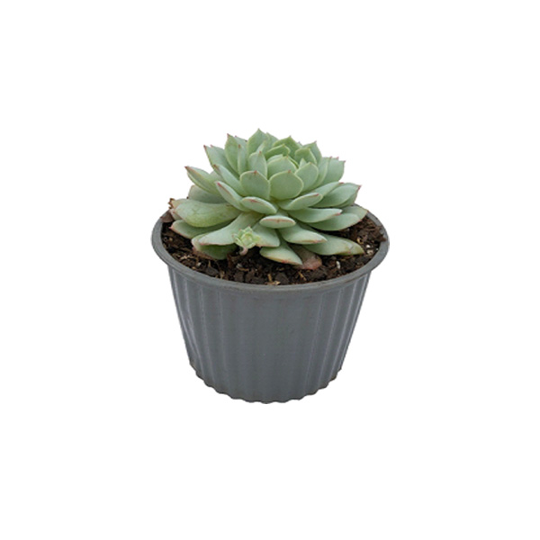 CACTUS UÑA DE DAMA