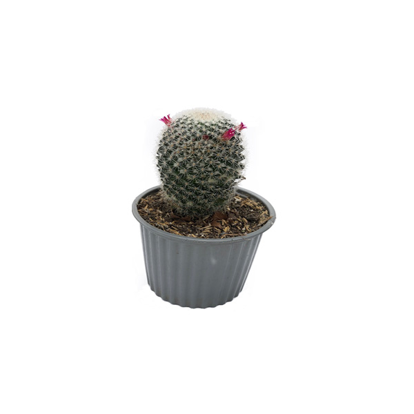 CACTUS MAMMILLARIA SPINOSISSIMA
