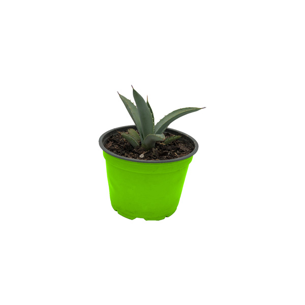 CACTUS ALOE ARISTATA II