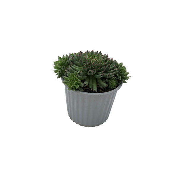 CACTUS TUBULAR