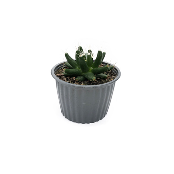 CACTUS ESTRELLA