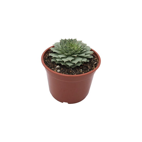 CACTUS ECHEVÉRIA II