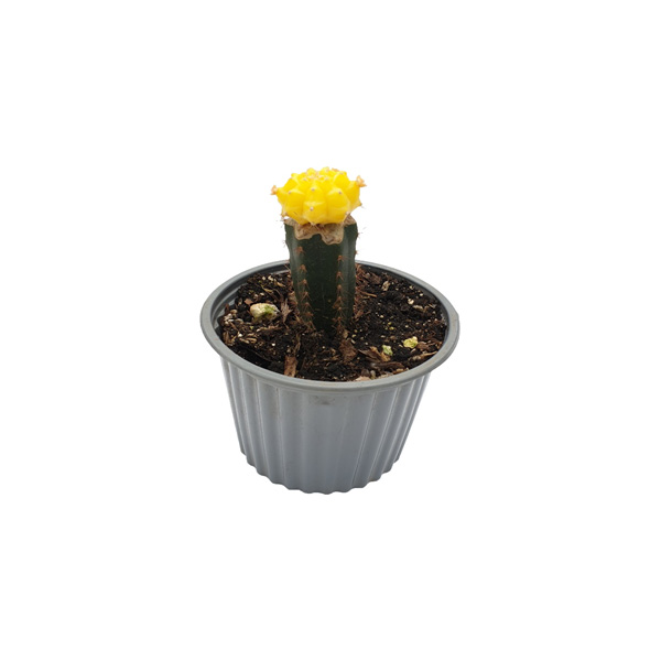 CACTUS INGERTO AMARILLO
