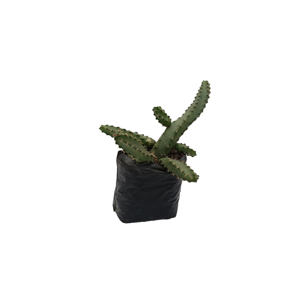 CACTUS OPUNTIA CYLINDRICA