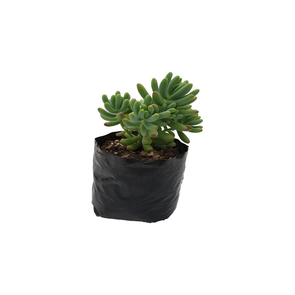 CACTUS PLATANITO