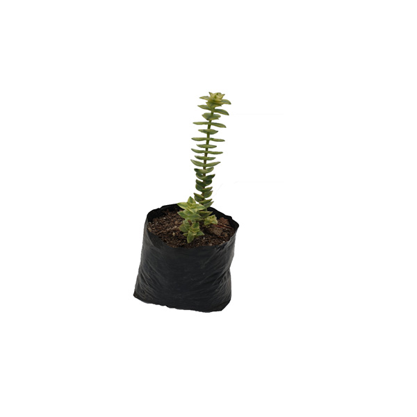 CACTUS CRASSULA PERFORATA