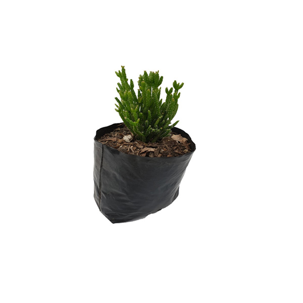 CACTUS EUPHORIA TRIGONIA