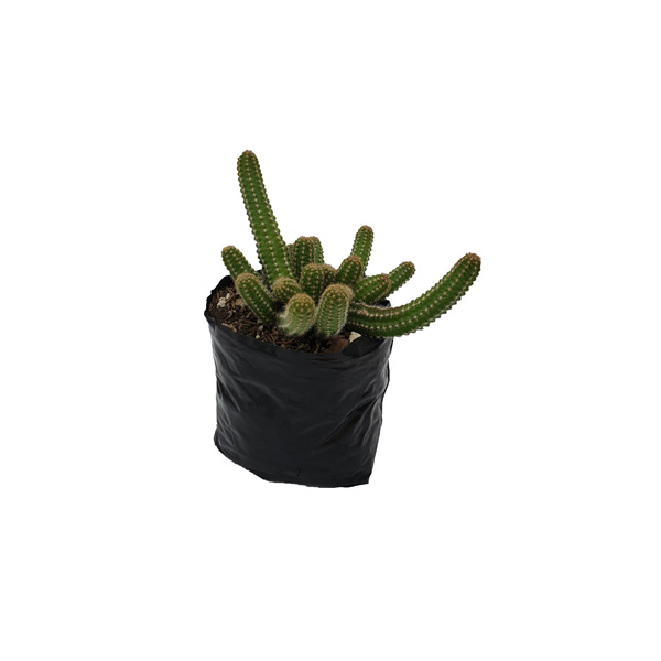 CACTUS ECHINOPSIS CHAMAECEREUS