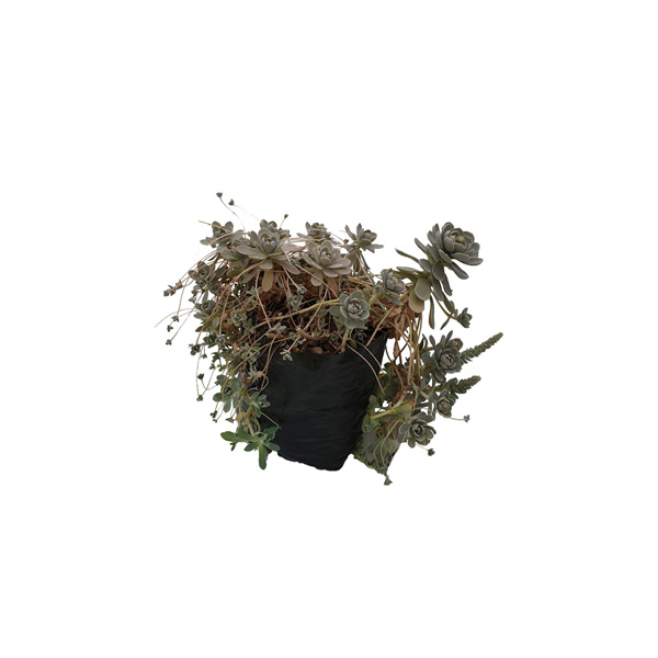OXALIS CORNICULATA