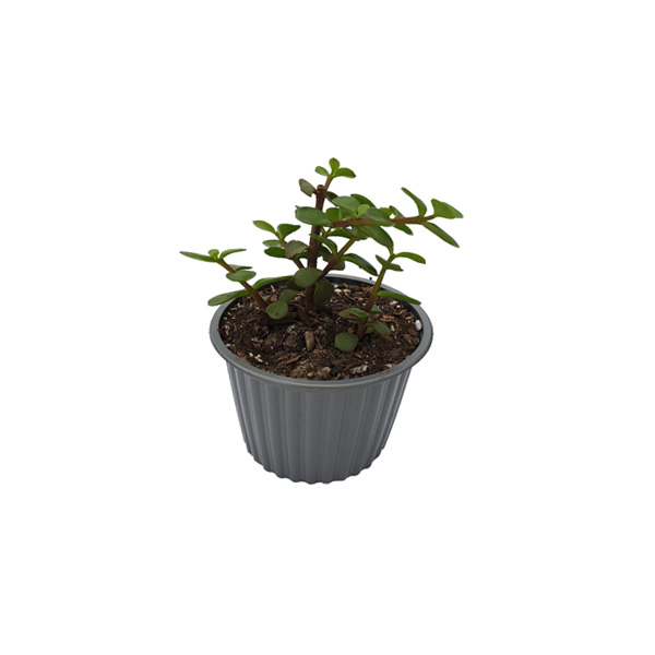 CRASSULA OVATA
