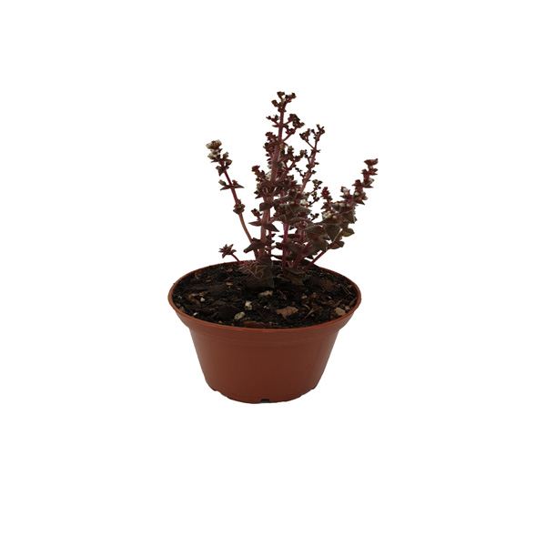 OCIMUM BASILICUM