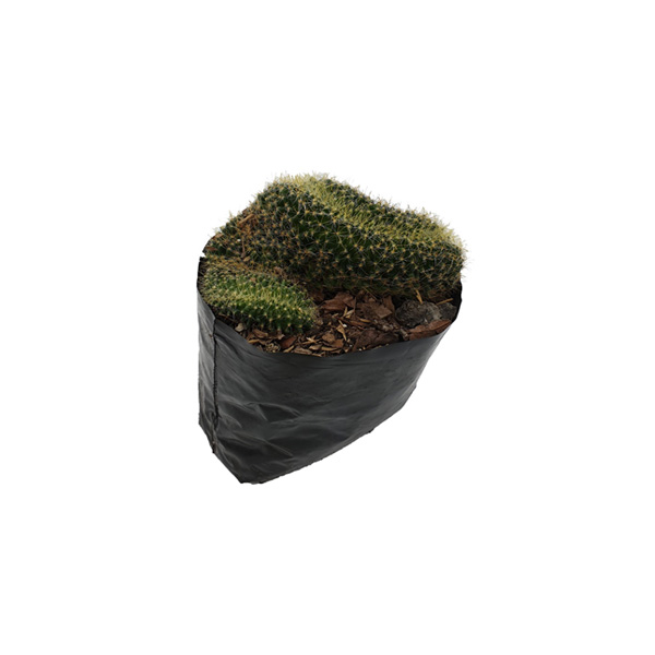 CACTUS LOBIVIA BRUCHII