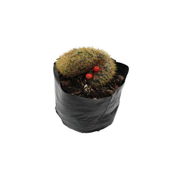 CACTUS MAMMILLARIA PROLIFERA