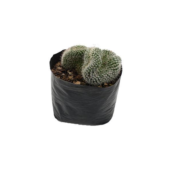CACTUS MAMMILLARIA HAHNIANA