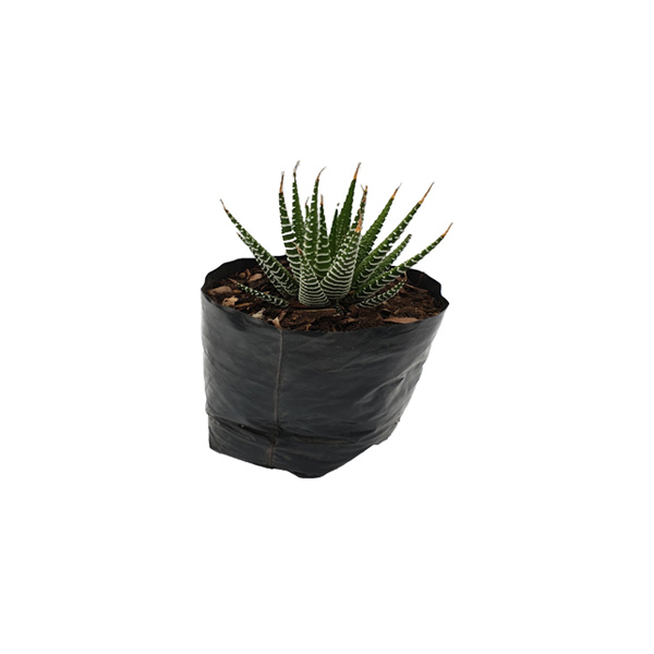 CACTUS HAWORTHIA ATTENUATA