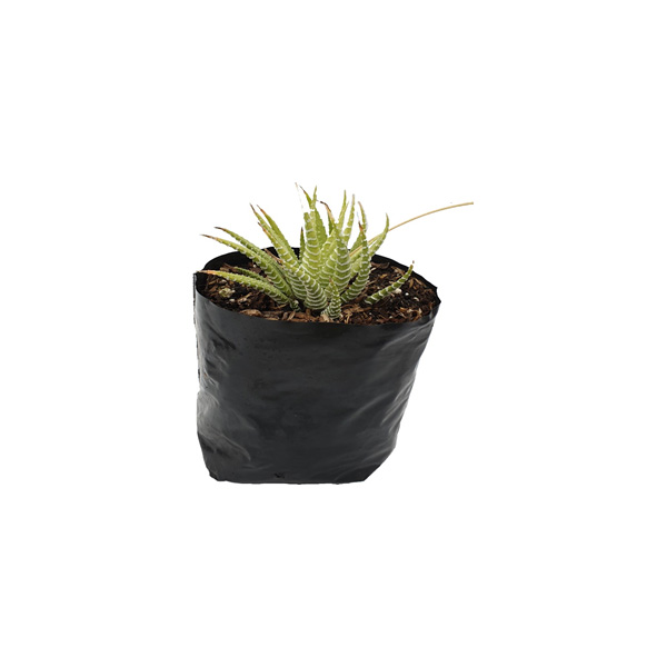 CACTUS CEBRA 