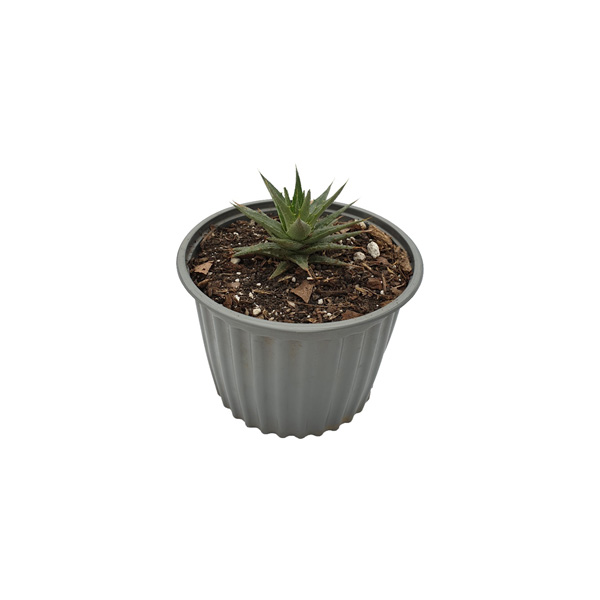 CACTUS ALOE ARISTATA III