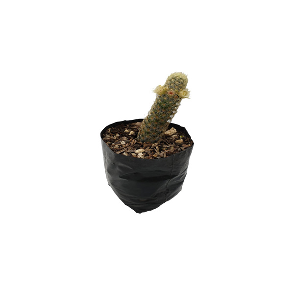 CACTUS MAMMILLARIA ELONGATA II