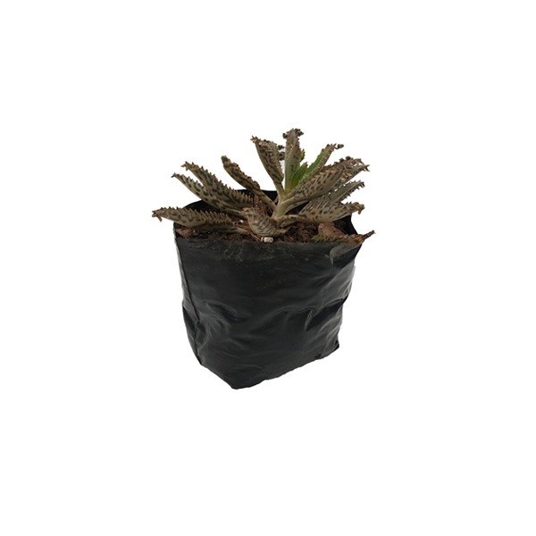 CACTUS CRYPTANTHUS FOSTERIANUS
