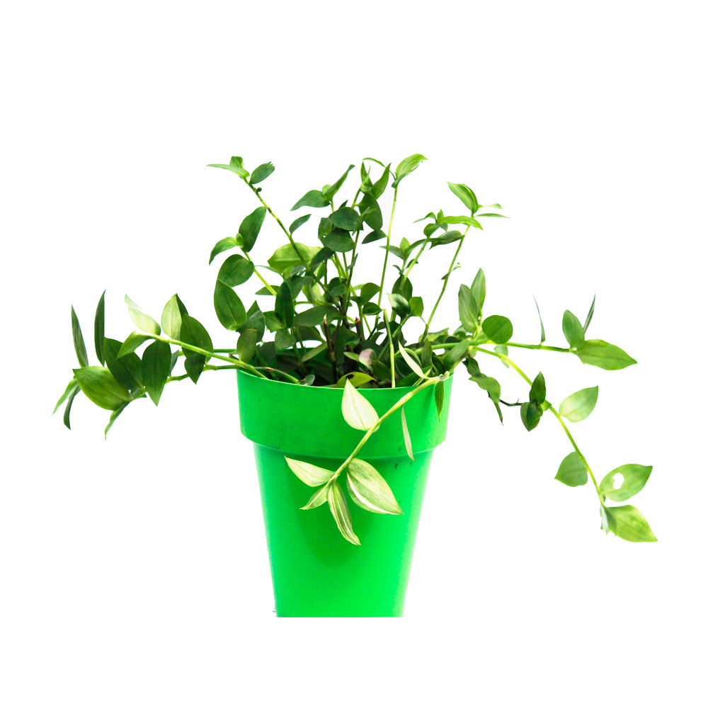 LASO DE AMOR VERDE