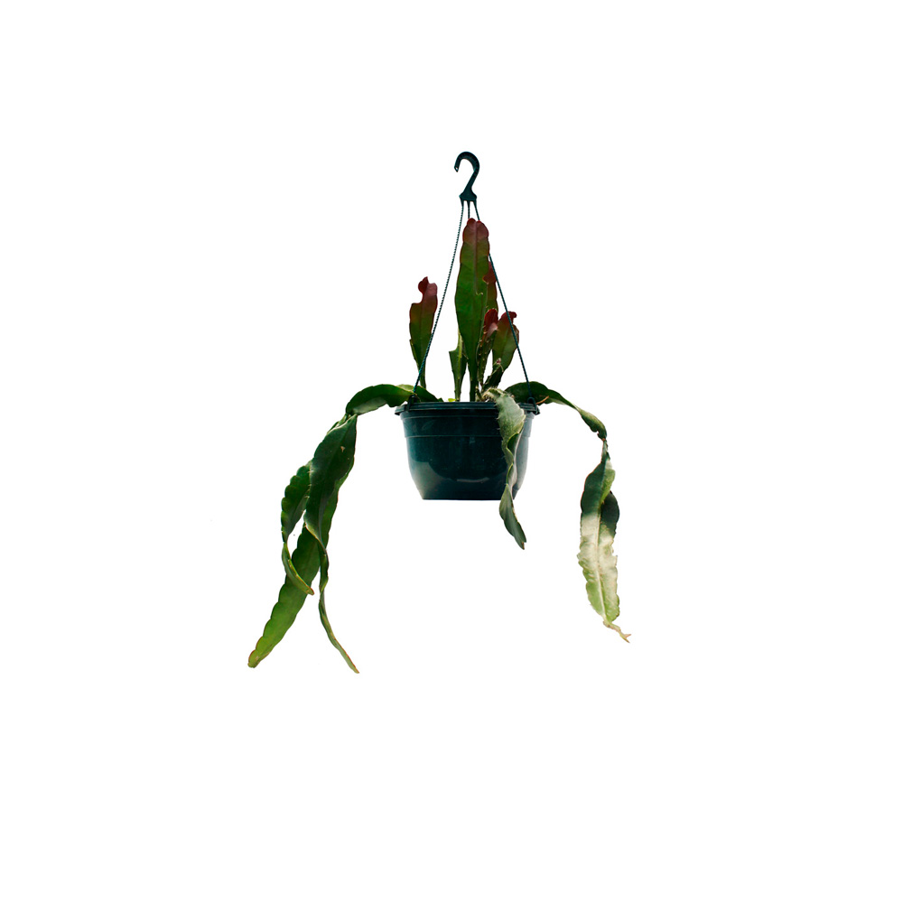 COLGANTE DE CACTUS 