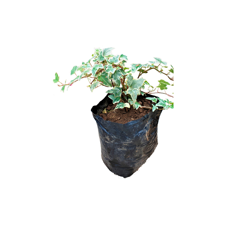 HIEDRA BLANCA DE HOJA PEQUEÑA