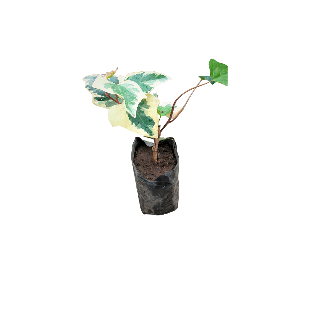 HIEDRA BLANCA DE HOJA GRANDE