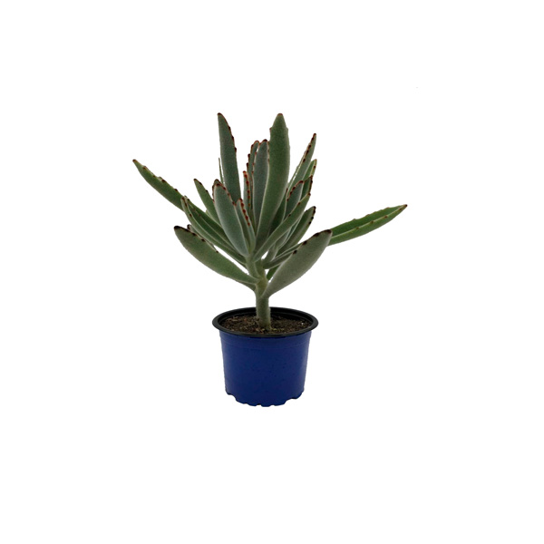 CACTUS SUCULENTA AFELPADA 