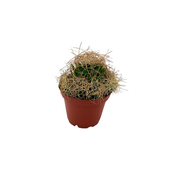 CACTUS PELUDO