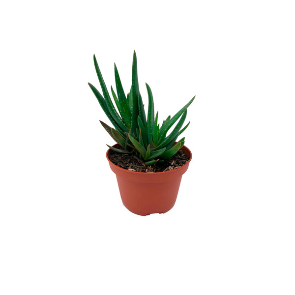 CACTUS MINI SÁBILA 