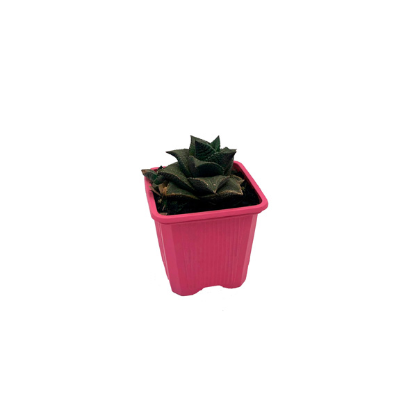 CACTUS REPELE ENERGÍAS 
