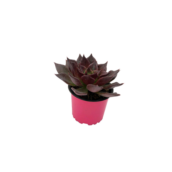 CACTUS UÑA DE DAMA MORADA