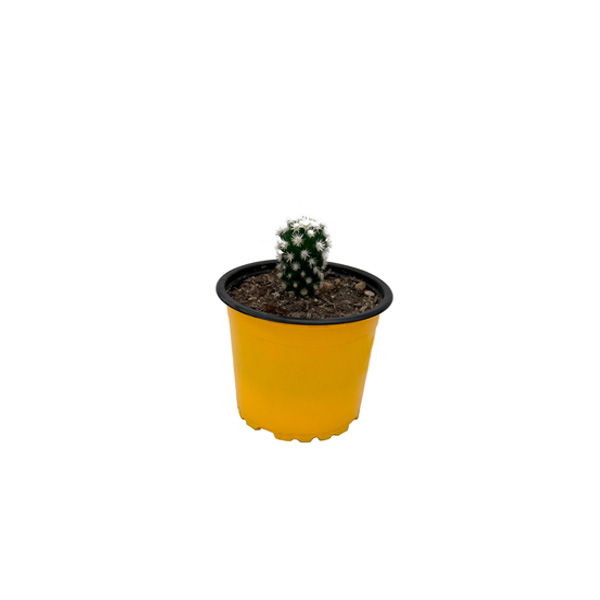 CACTUS BLANCO