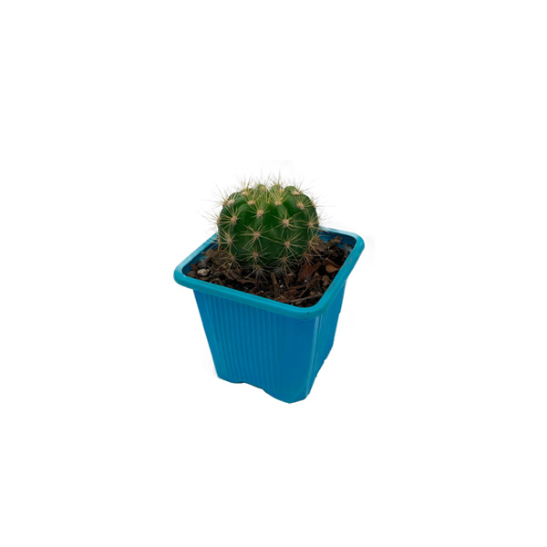 CACTUS BOLA