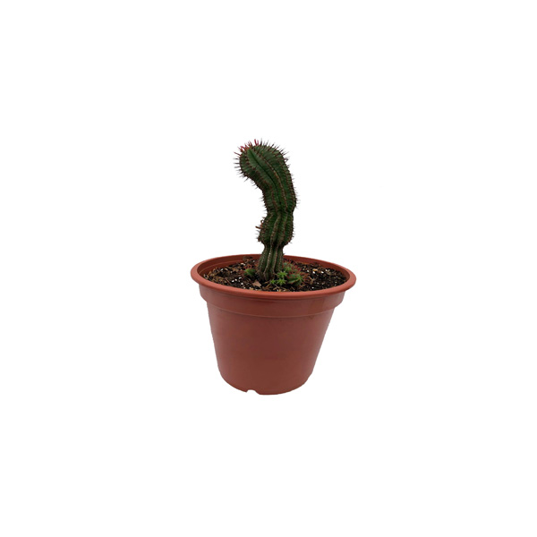 CACTUS CASTIGADOR