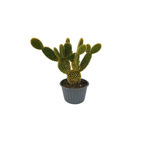 CACTUS CORAZÓN