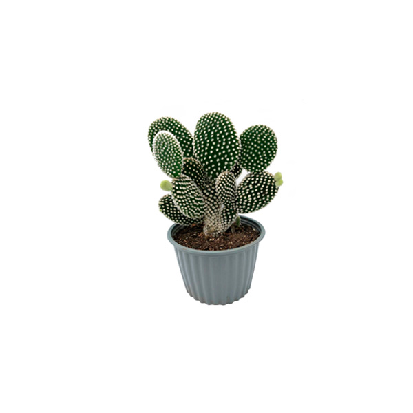 CACTUS CORAZÓN BLANCO