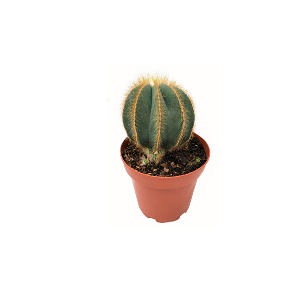 CACTUS CORONA DE CRISTO