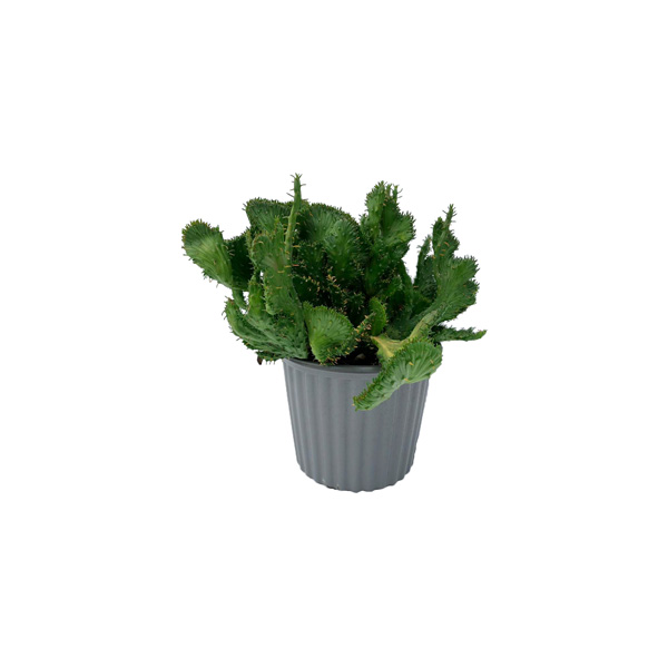 CACTUS CUERNO DE ALCE