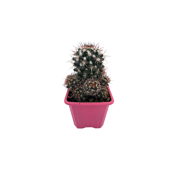 CACTUS DE ALGODÓN 