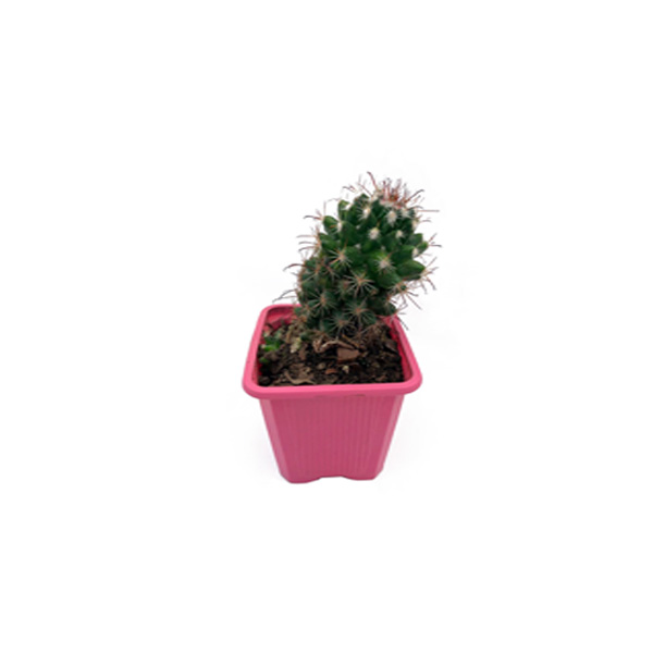 CACTUS DE ALGODÓN II