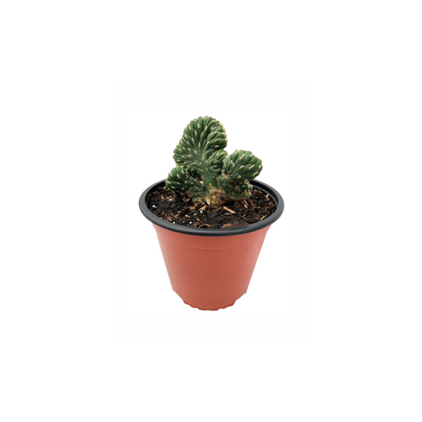 CACTUS HERCULES