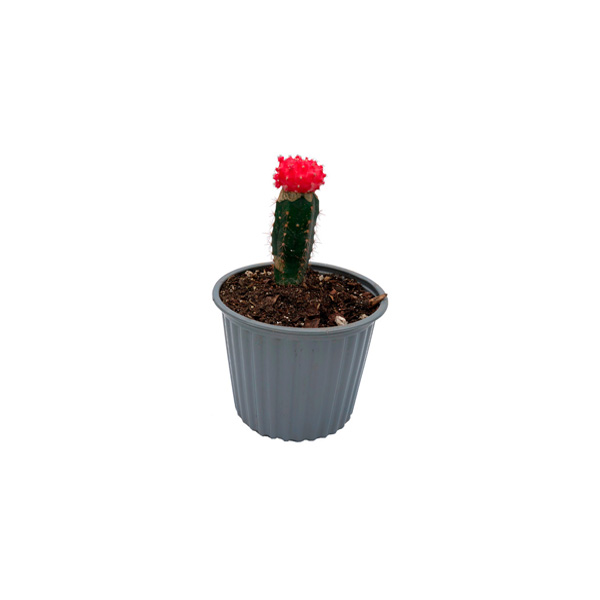 CACTUS INGERTO