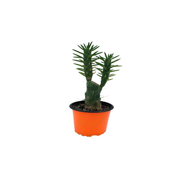 CACTUS KEALLA