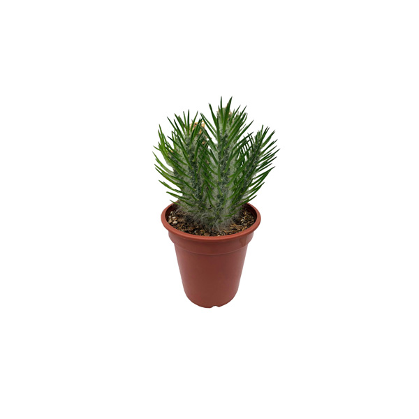 CACTUS KEALLA II