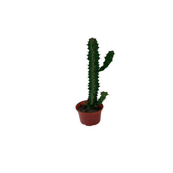 CACTUS LECHERO