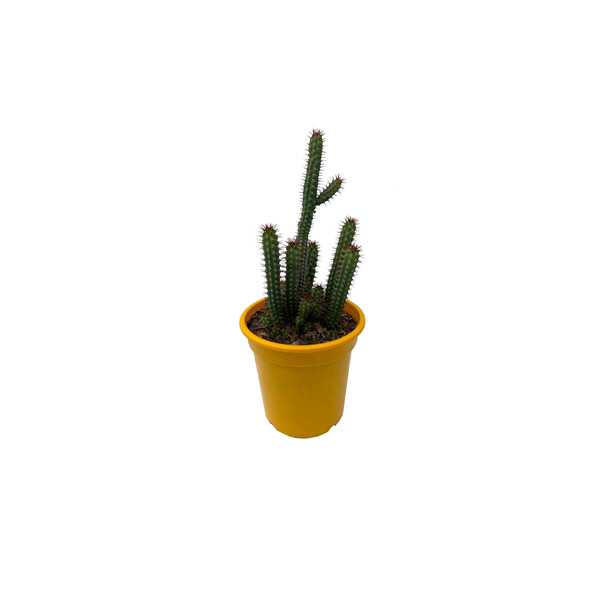 CACTUS LECHERO II