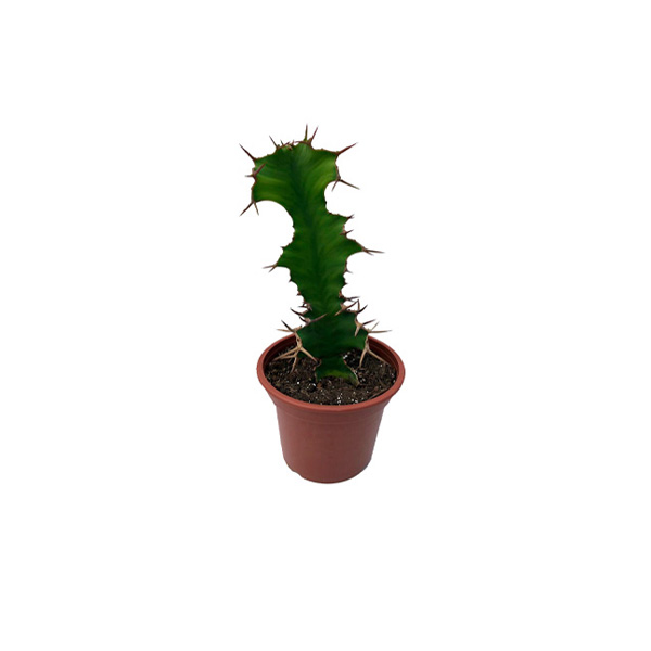 CACTUS LECHERO III