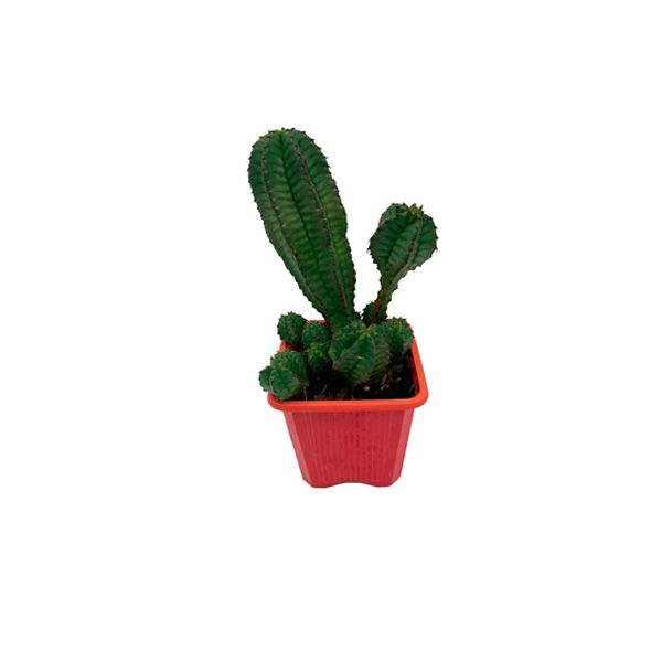 CACTUS PEPINO