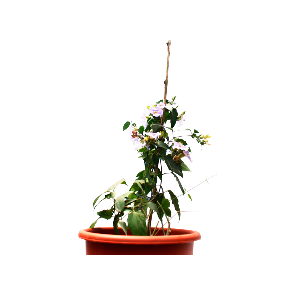 TUMBERGIA ENREDADERA 